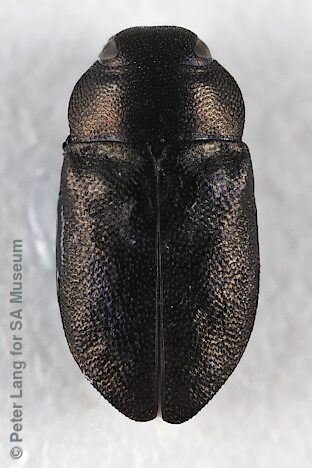 Anilara adelaidae, SAMA 25-021354, SL, photo by Peter Lang for SA Museum, 3.6 × 1.8 mm